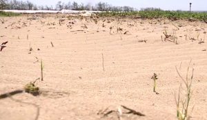 DEZASTRU pe câmpurile din sudul României/ Seceta extremă lovește fermierii/ Culturile se usucă, iar costurile explodează