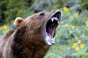 Încă un turist străin a fost rănit de urs în Argeș/ S-a întâmplat ACUM/ Medicii intervin pe Transfăgărășan