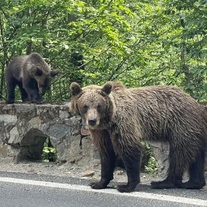 VACANȚĂ TRANSFORMATĂ ÎN COȘMAR pe Transfăgărășan/ Urs împușcat după ce a atacat un turist elvețian lângă Vidraru<br>